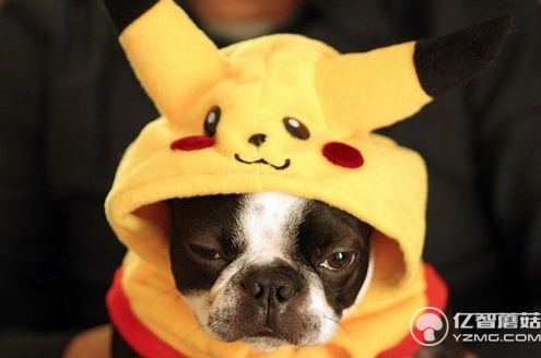 寵物界的<a href=/smart/chuandai/ target=_blank class=infotextkey>智能穿戴</a>設(shè)備   萌寵必備