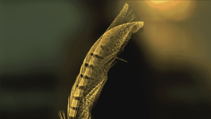 一個(gè)神奇的相框 讓時(shí)間都慢了下來(lái)