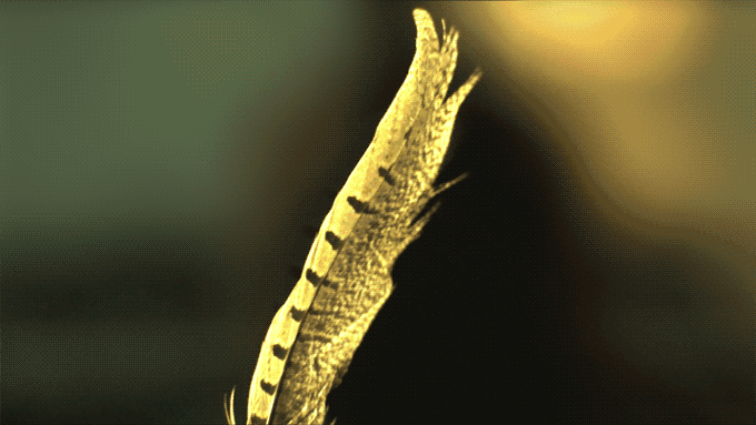 一個(gè)神奇的相框 讓時(shí)間都慢了下來(lái)