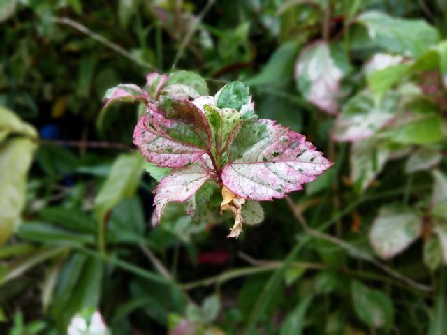 酷派Cool1和榮耀V8哪個好？榮耀V8與酷派Cool1對比評測