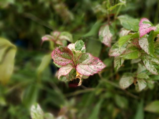 酷派Cool1和榮耀V8哪個好？榮耀V8與酷派Cool1對比評測