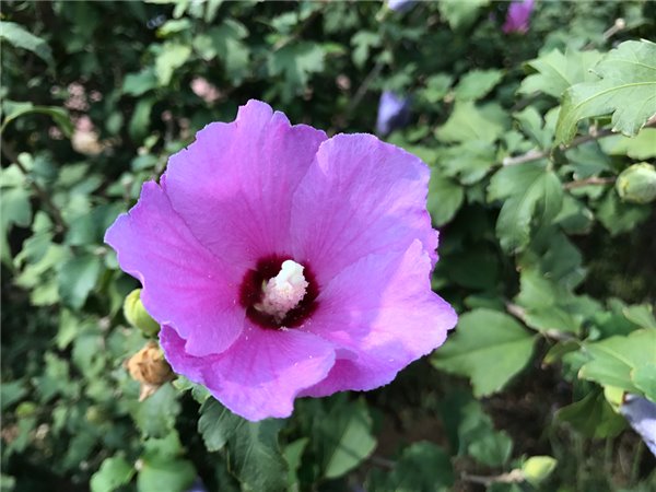 iPhone7/7 Plus評測：依然是目前體驗最好的手機