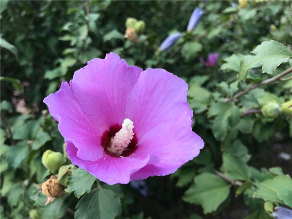 iPhone7/7 Plus評測：依然是目前體驗最好的手機