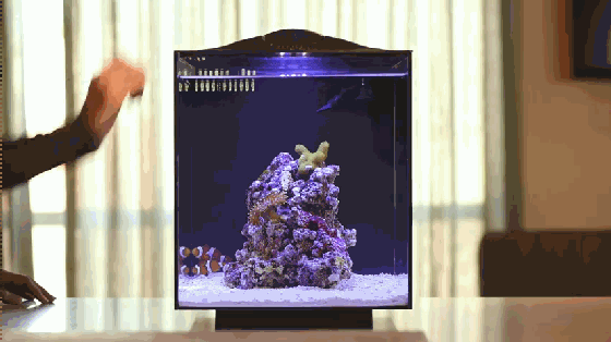 想要魚兒更健康地成長？ 看看這款智能水族箱
