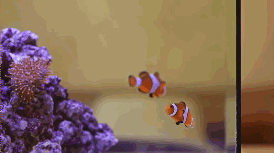 想要魚兒更健康地成長？ 看看這款智能水族箱