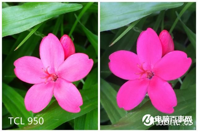 文藝范商務旗艦 TCL 950詳細評測