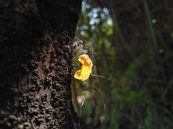 華為nova室內拍照樣張