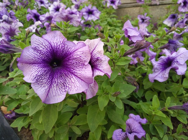 華為nova微距拍照樣張