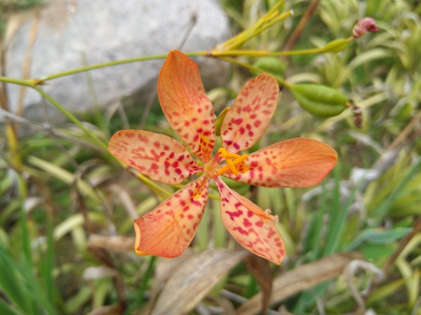 華為nova微距拍照樣張