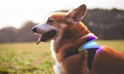 這條Inupathy狗帶幫你看懂汪星人心情