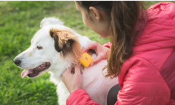 FindSter寵物追蹤器：快給你的狗狗配個(gè)GPS吧