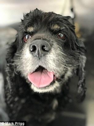 iPhone安全性下降：一張照片可以操控你手機 照片鉆廣告