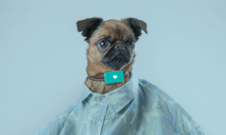 愛寵無人看護(hù)？別擔(dān)心Tracy Tracker人工智能已經(jīng)來了