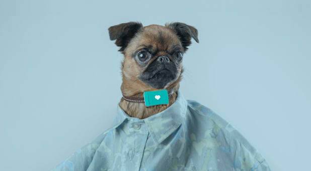 愛寵無人看護?別擔心人工智能已經來了