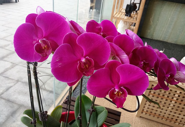 魅族PRO 6s發(fā)值得買嗎？魅族PRO 6s評測