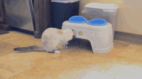 大膽鏟屎官 還不快給喵大人奉上這個智能逗貓器