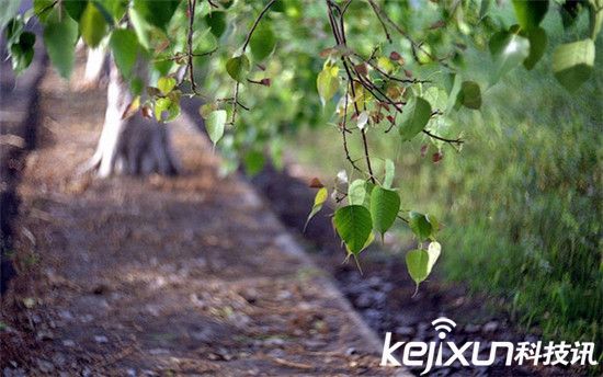 如何拍攝出美麗漂亮的虛化照片:焦外成像的核心
