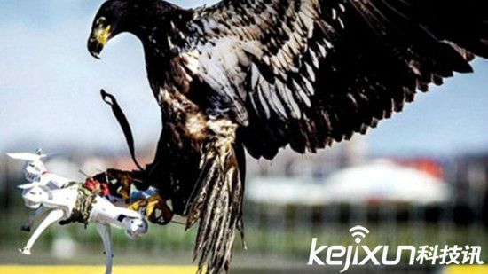 法國(guó)軍方訓(xùn)練老鷹抓無(wú)人機(jī) 防止進(jìn)入敏感地帶