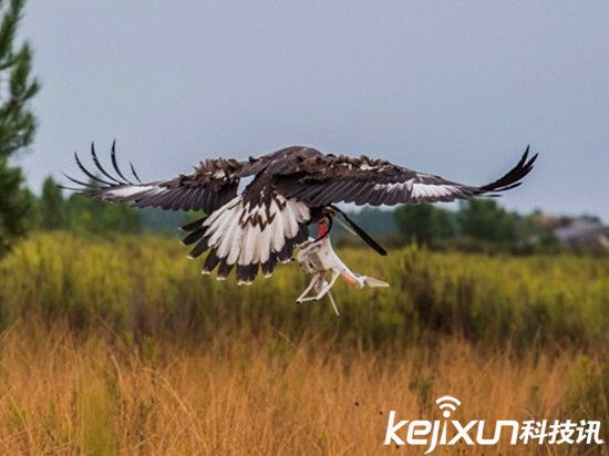 法國(guó)軍方訓(xùn)練老鷹抓無(wú)人機(jī) 防止進(jìn)入敏感地帶