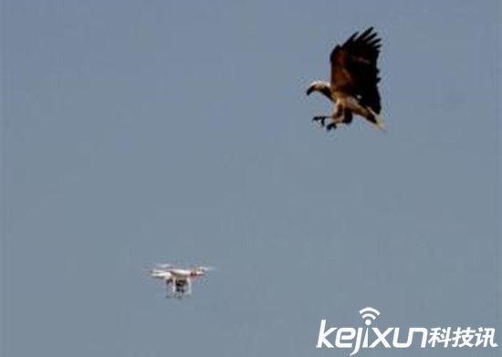 法國(guó)軍方訓(xùn)練老鷹抓無(wú)人機(jī) 防止進(jìn)入敏感地帶