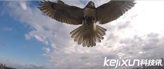 鷹抓無人機一擊致命 制服無人機后飛走