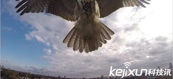 鷹抓無人機一擊致命 制服無人機后飛走