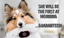 養狗的沒買這個SensDog項圈   別說你會和狗狗溝通