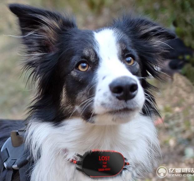 養(yǎng)狗的沒買這個項圈 別說你會和狗狗溝通