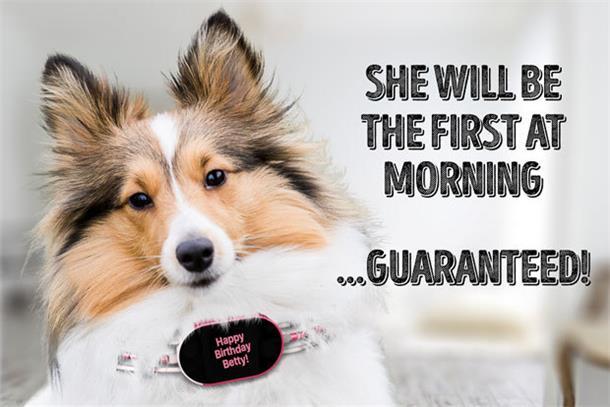 養(yǎng)狗的沒買這個項圈 別說你會和狗狗溝通