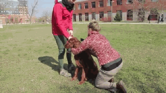 養(yǎng)狗的沒買這個項圈 別說你會和狗狗溝通