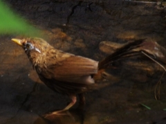 淘寶兜售野鳥屢禁不止 阿里處理消極態(tài)度