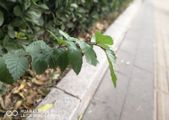 華為Mate 9拍照評測 徠卡雙攝像頭