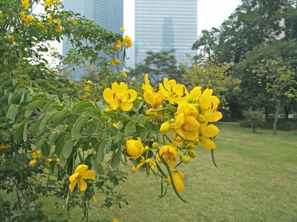 OPPO A57拍照怎么樣 OPPO A57拍照樣張