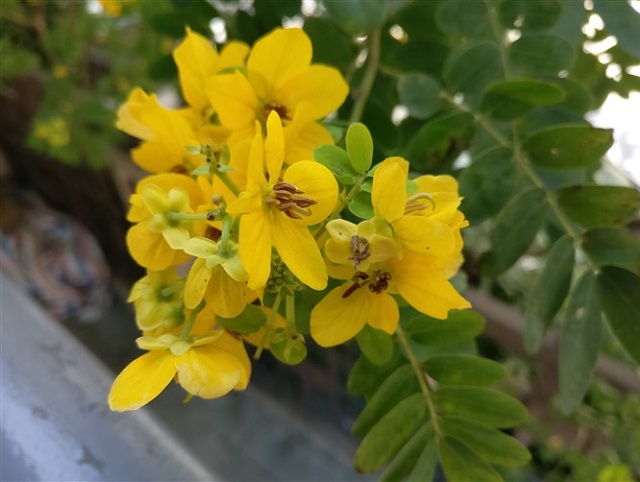 一加3T拍照怎么樣 自拍升級+樣張評測