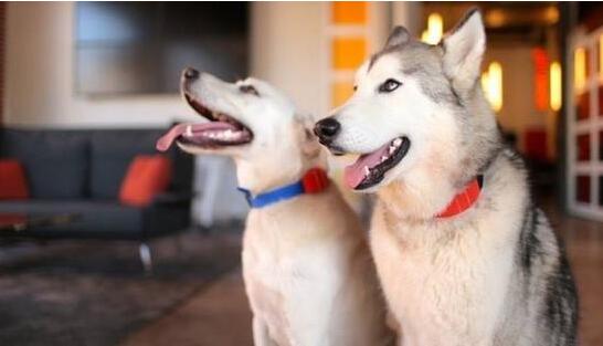 人不如狗 盤(pán)點(diǎn)那些有趣的寵物智能穿戴 人不如狗 盤(pán)點(diǎn)那些有趣的寵物智能穿戴