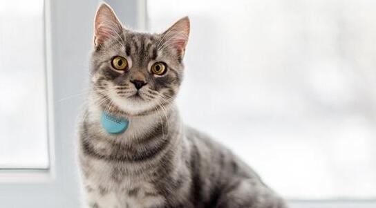 人不如狗 盤(pán)點(diǎn)那些有趣的寵物智能穿戴 人不如狗 盤(pán)點(diǎn)那些有趣的寵物智能穿戴