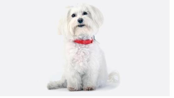 人不如狗 盤(pán)點(diǎn)那些有趣的寵物智能穿戴 人不如狗 盤(pán)點(diǎn)那些有趣的寵物智能穿戴