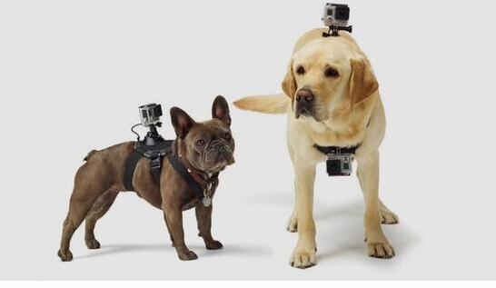 人不如狗 盤點那些有趣的寵物智能穿戴 人不如狗 盤點那些有趣的寵物智能穿戴