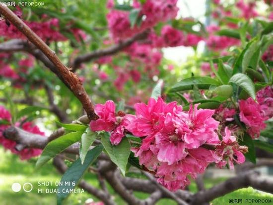 小米6與小米5S拍照哪個好 小米6與小米5s拍照對比