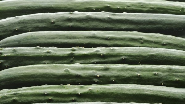 人工智能真的無所不能？機(jī)器或能替代人類分揀黃瓜