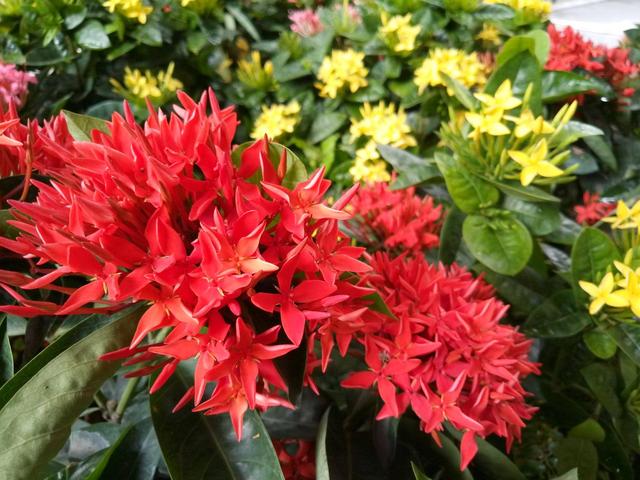 魅藍6和榮耀V9 play買哪個好？魅藍6對比榮耀V9 Play評測