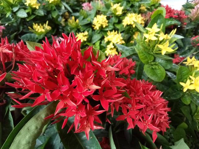 魅藍6和榮耀V9 play買哪個好？魅藍6對比榮耀V9 Play評測