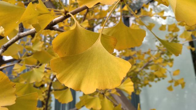 紅米5A評測 599元紅米5A值得買嗎？