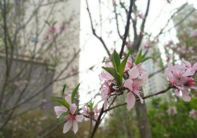 堅果3值得買嗎?錘子堅果3評測