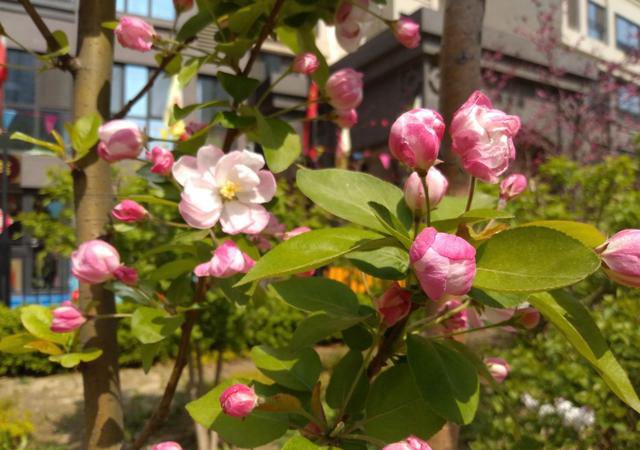 堅果3值得買嗎?錘子堅果3評測