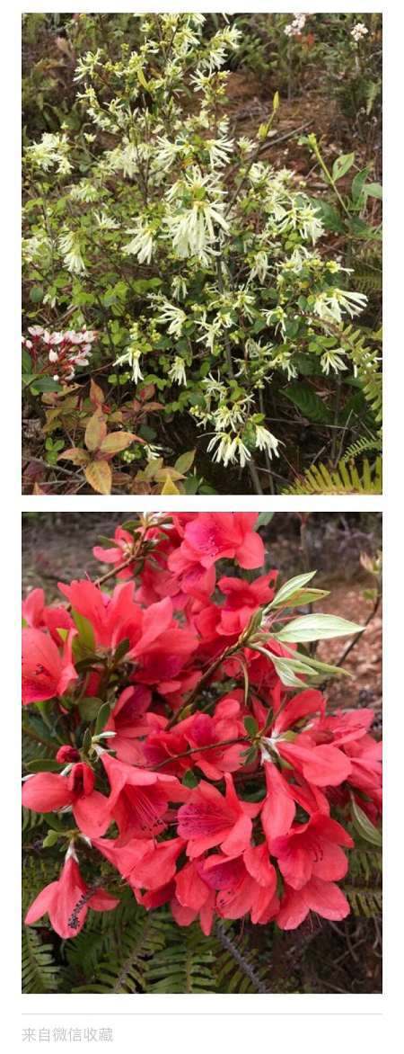 微信怎么拼圖?微信收藏拼長圖發朋友圈教程