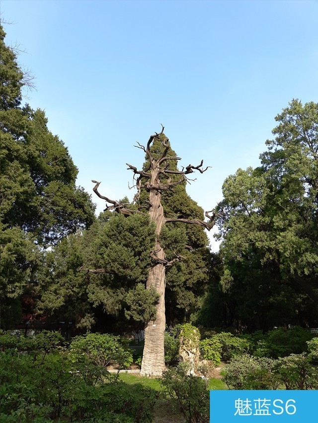 堅果3、榮耀暢玩7C、魅藍S6拍照樣張對比 千元機拍照哪個好?