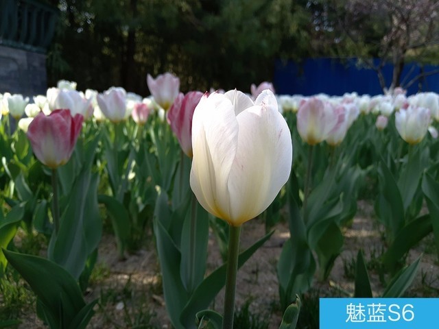 堅果3、榮耀暢玩7C、魅藍S6拍照樣張對比 千元機拍照哪個好?