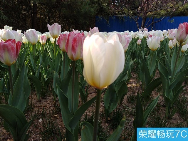 堅果3、榮耀暢玩7C、魅藍S6拍照樣張對比 千元機拍照哪個好?