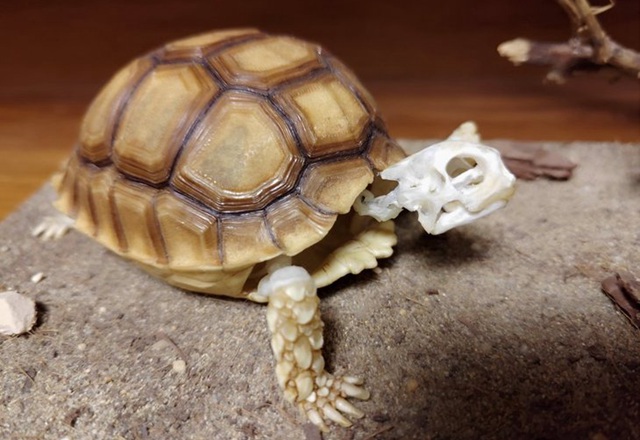 堅果R1值得買嗎?堅果R1評測